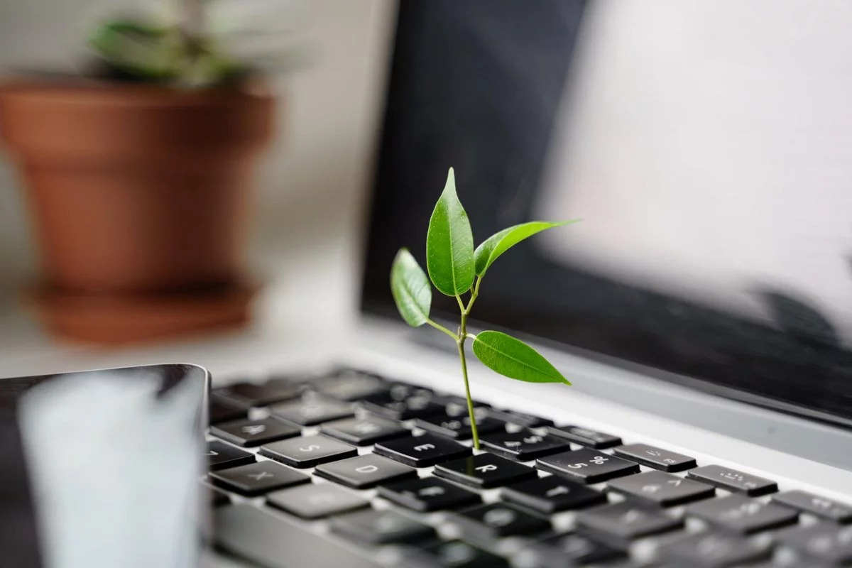 Aus einer Laptop-Tastatur wächst eine kleine Pflanze.